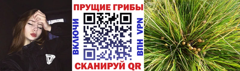 Псилоцибиновые грибы Magic Shrooms  цены   Белинский 